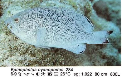 Epinephelus cyanopodus